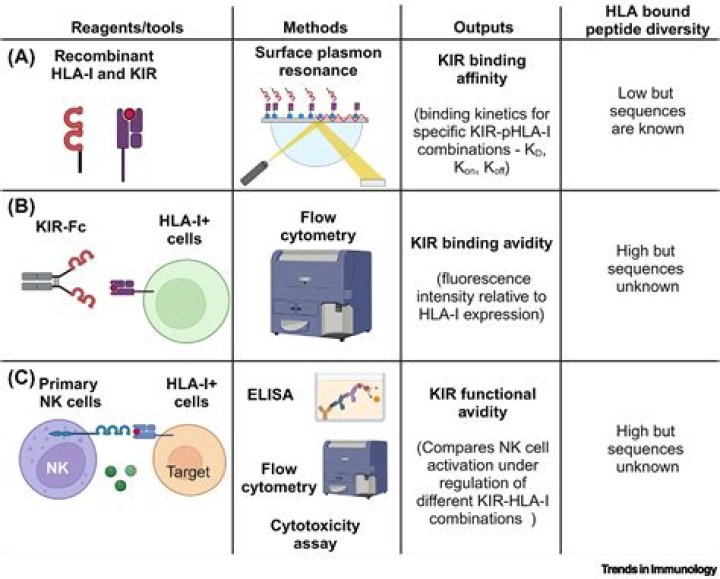 Contributions of KIR genotype and HLA-C-encoded KIR ligands to the outcome of allogeneic hematopoietic stem cell transplantation - ePrints