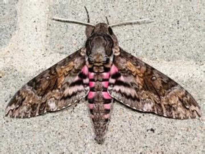 Moth Photographers Group – Agrius cingulata – 7771