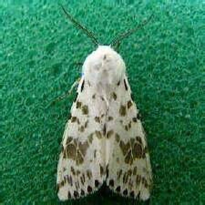 Moth Photographers Group – Hyphantria cunea – 8140
