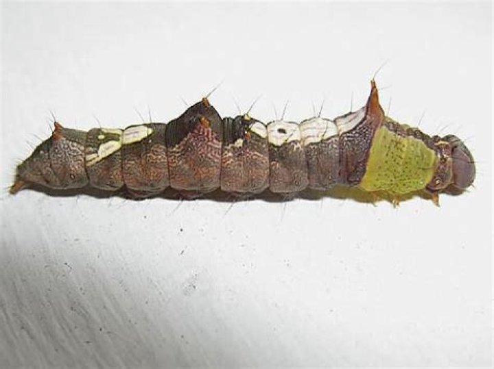Moth Photographers Group – Moth Larvae Plate 5 – Notodontidae