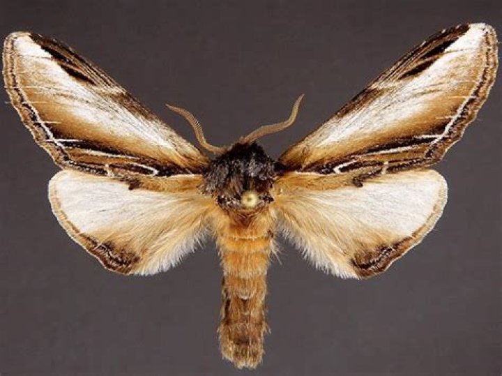 Moth Photographers Group – Pheosia rimosa – 7922